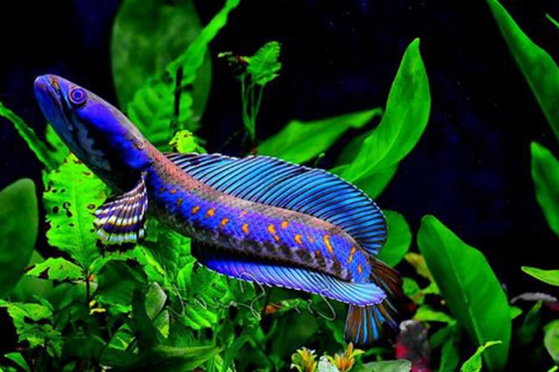 Vẻ đẹp vượt thời gian