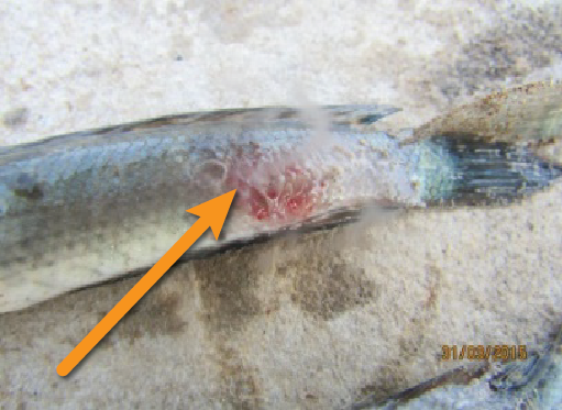 Trị nấm cho cá lóc