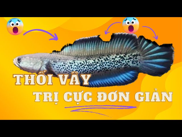 Chữa cá lóc bị thối vây