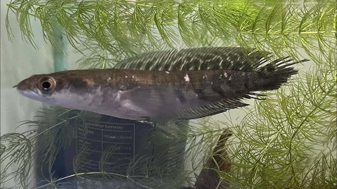 Chữa cá bị rách vây