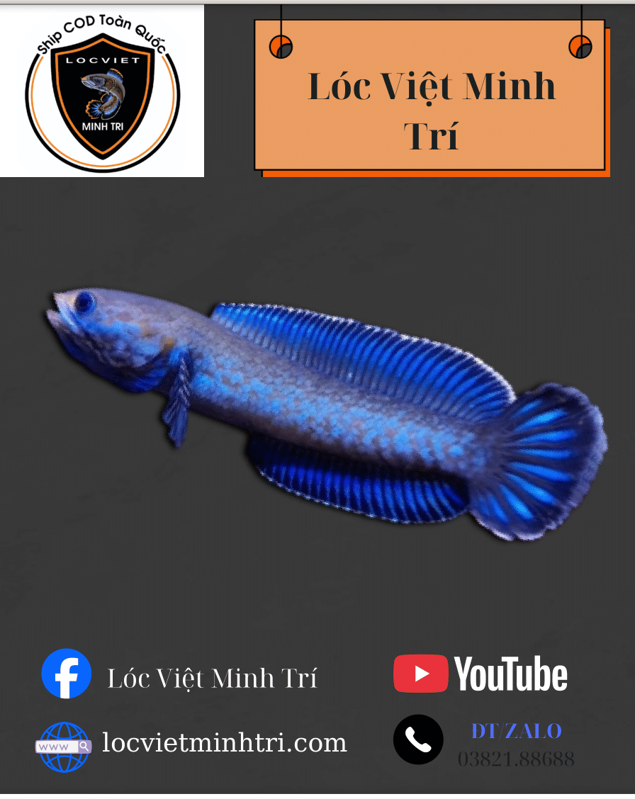 Cá Lóc Andrao (Tặng 1 cám)