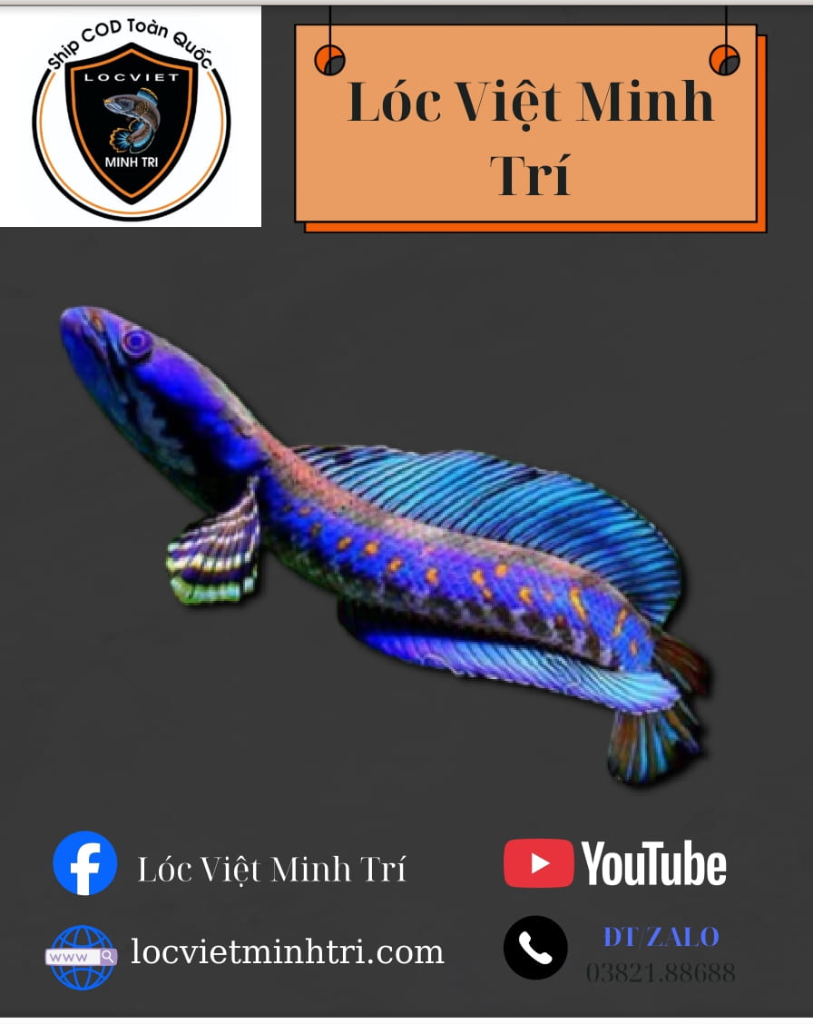 Cá Lóc Blue Bengal