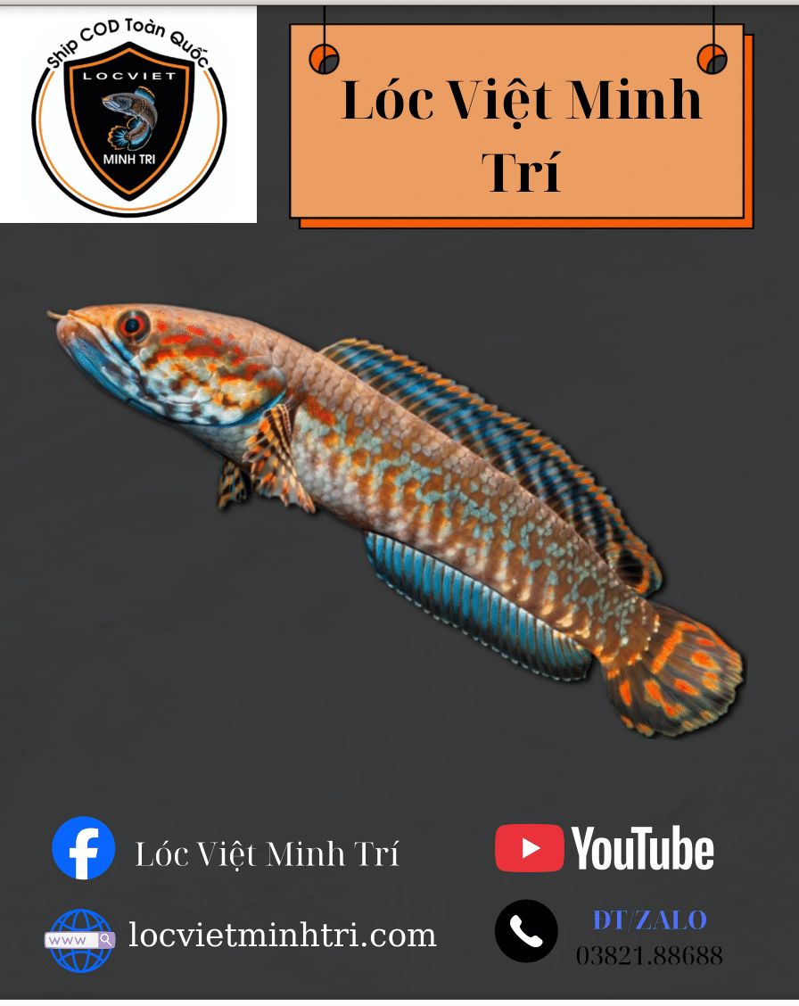 Cá Lóc Cầu Vồng Ngũ Sắc
