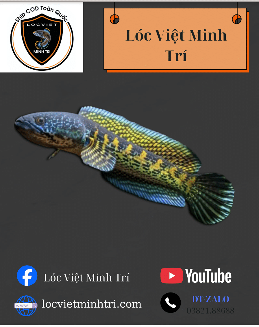 Cá Lóc Nữ Hoàng