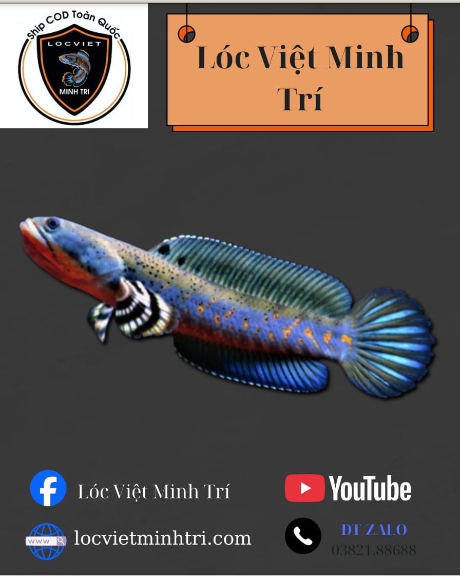 Cá Lóc Pháo Hoa Đốm Vàng