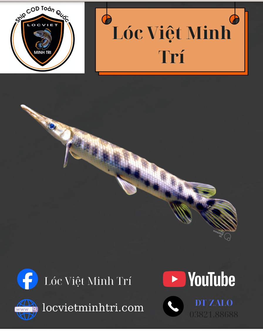 Cá Sấu Hoả Tiễn