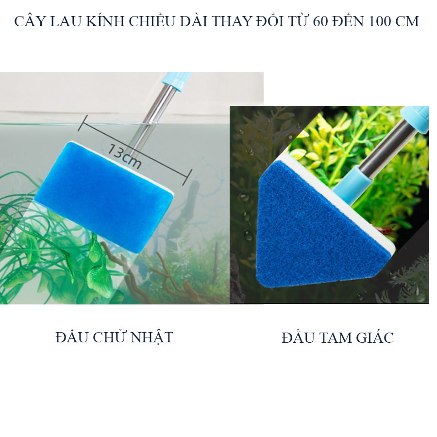 Cây lau kính hồ cá hồ thủy - vệ sinh chà bể hồ cá thủy sinh
