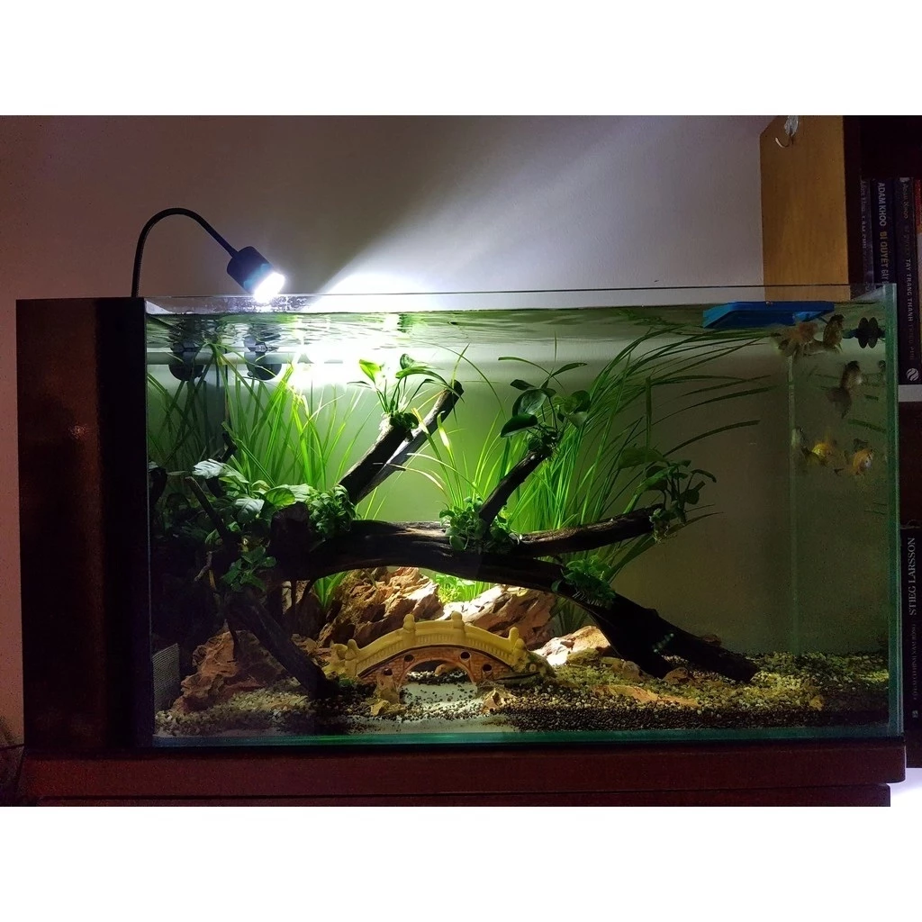 Đèn Led Rọi Coco Cho Bể Cá Cảnh Thủy Sinh, Biotop, Bán Cạn