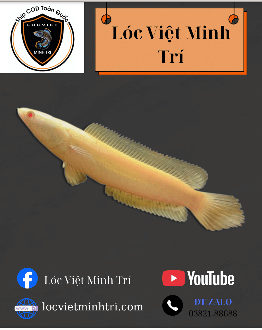 Lóc ABINO Mắt Đỏ Đột Biến