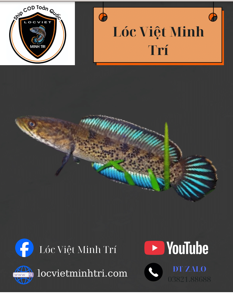 Lóc Tiểu Hoàng Đế