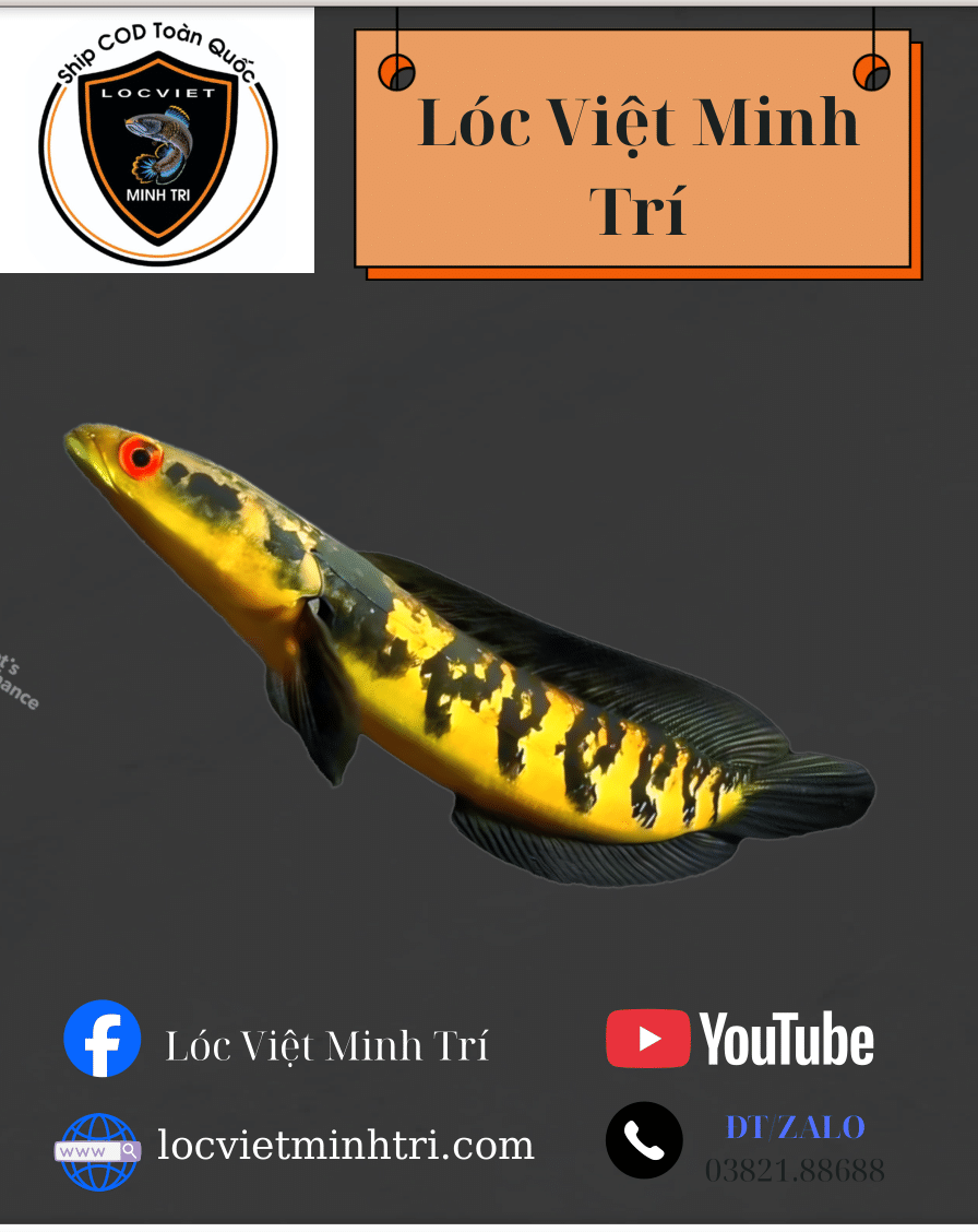 lóc vẩy rồng vàng Sentarium