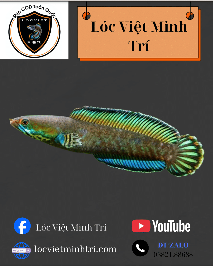 Lóc Vây Xanh Ninh Bình