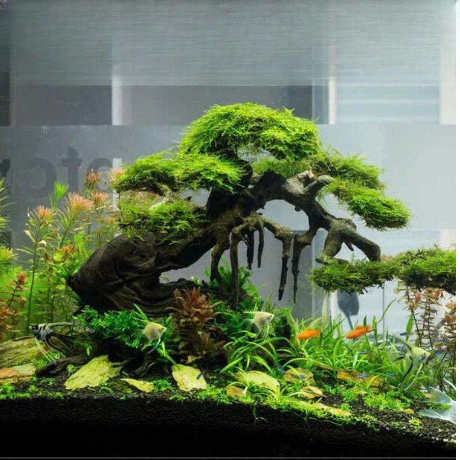 Phân Nền Senda Cung Cấp Dinh Dưỡng Cho Hồ Thủy Sinh