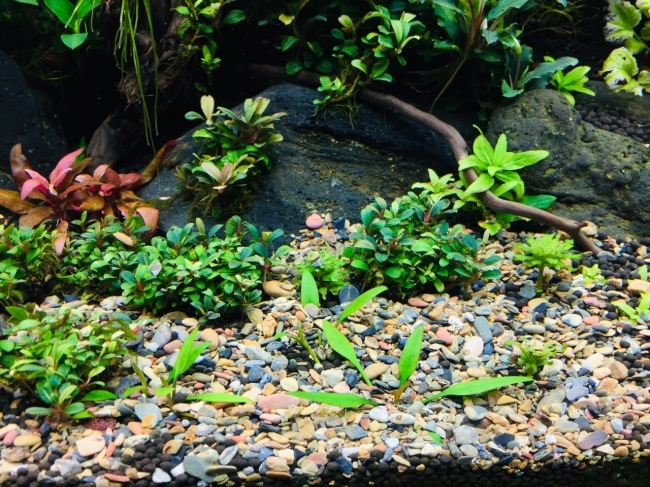 Sạn suối trải nền trang trí bể thủy sinh, bể cá cảnh