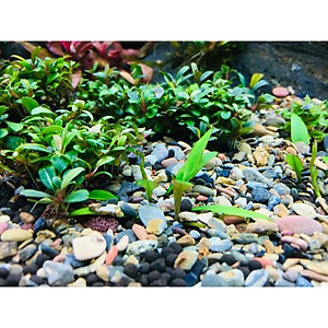 Sạn suối trải nền trang trí bể thủy sinh, bể cá cảnh